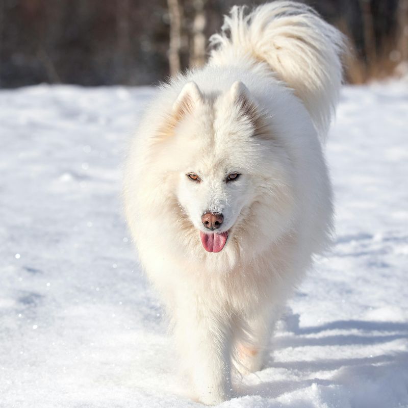 American Eskimo Dog