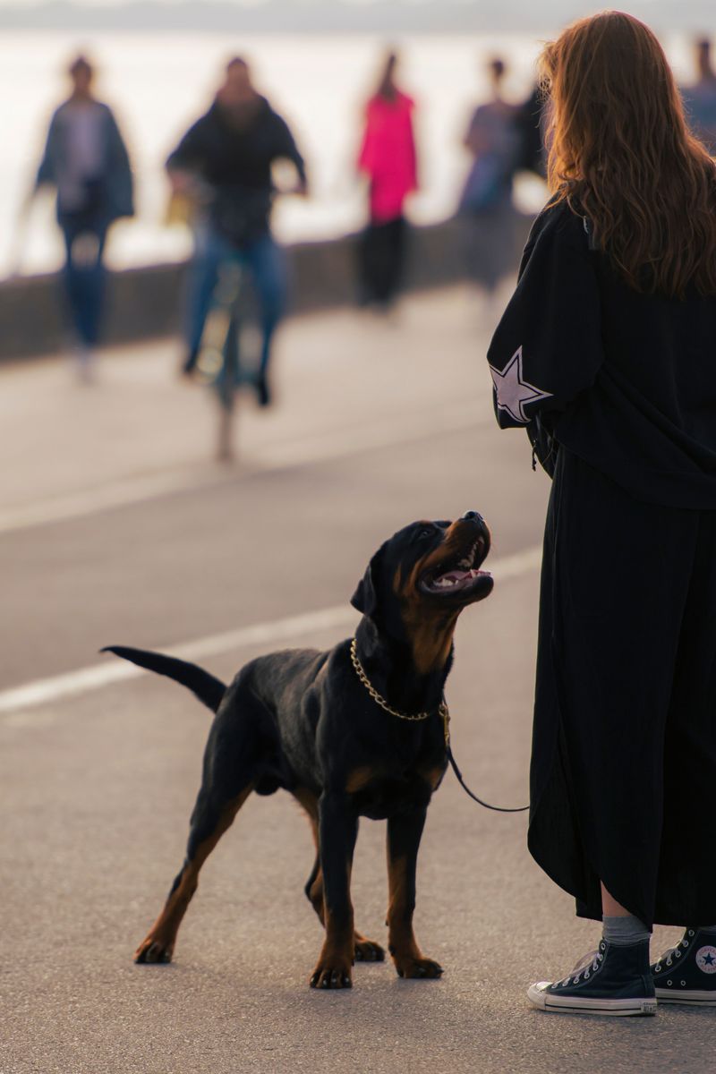 Meet these dog breeds once and it's easy to understand their fiercely loyal fan bases 3 Rottweiler