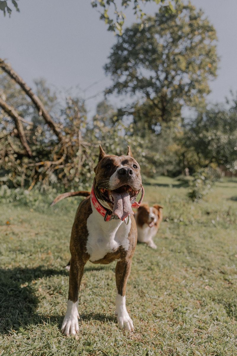 American Staffordshire Terrier: Big Smile, Bigger Heart