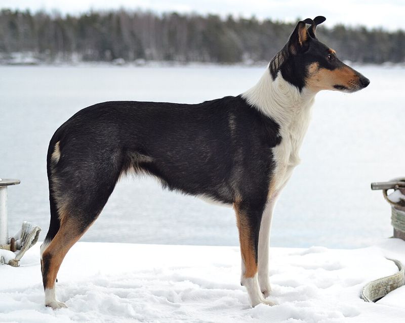 Keeping their cool comes naturally to these emotionally balanced companions 11 Smooth Collie