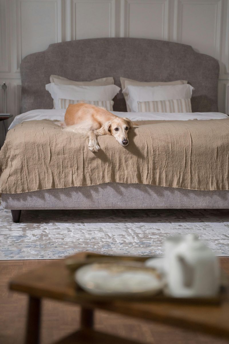 These 9 explanations reveal why dogs often choose your bed over theirs 6 It strengthens social bonds