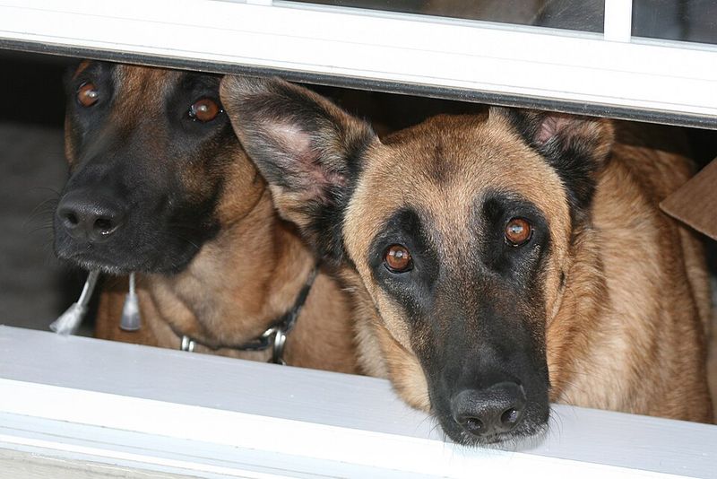Keeping these dog breeds fulfilled means challenging both their muscles and their minds 2 Belgian Malinois