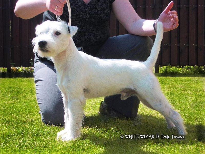 Small body, extraordinary brain - These 15 dog breeds outsmart dogs twice their size 12 Parson Russell Terrier