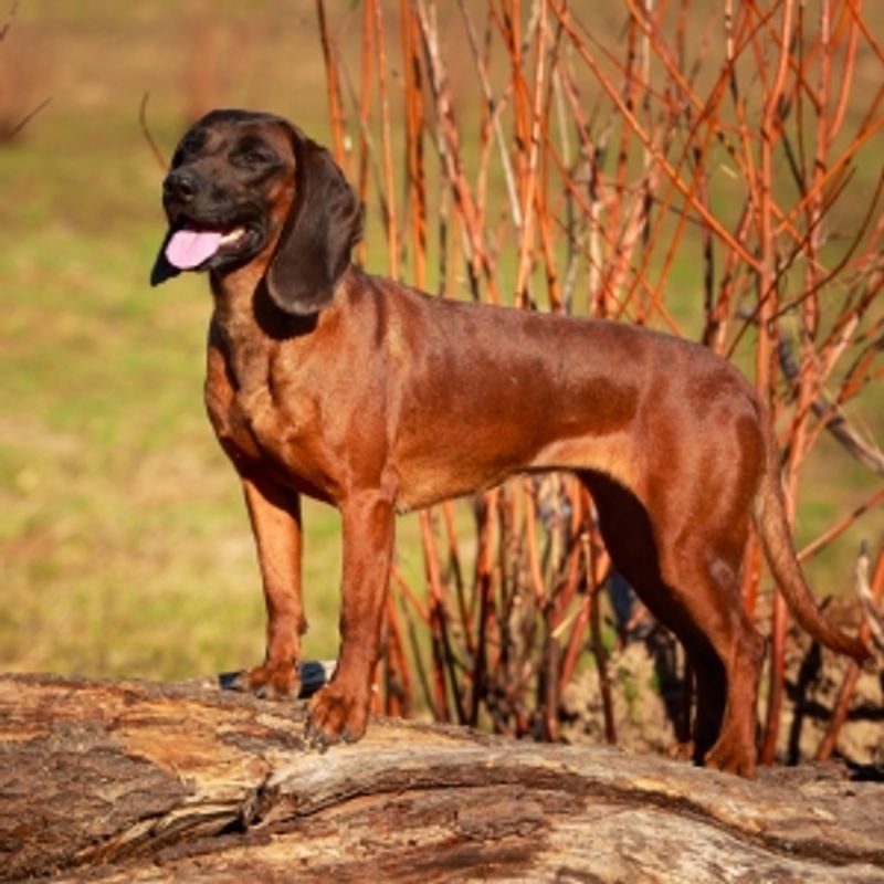 Bavarian Mountain Scent Hound