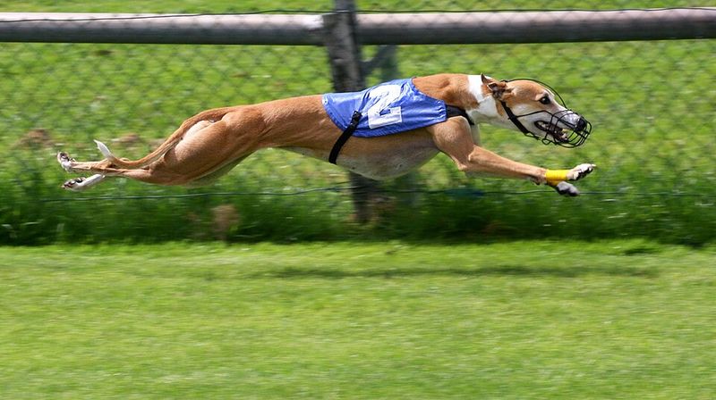 13 easy-to-live-with dog breeds people quietly adore 11 Greyhound