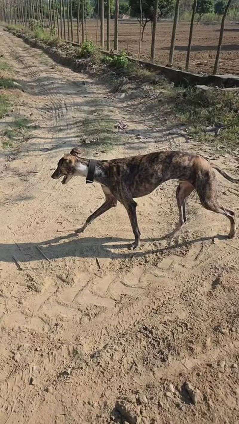 Rampur Greyhound