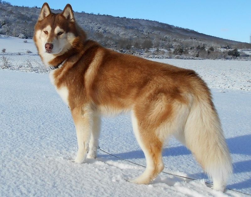 21 dog breeds that work best when they have a real job to do 8 Siberian Husky
