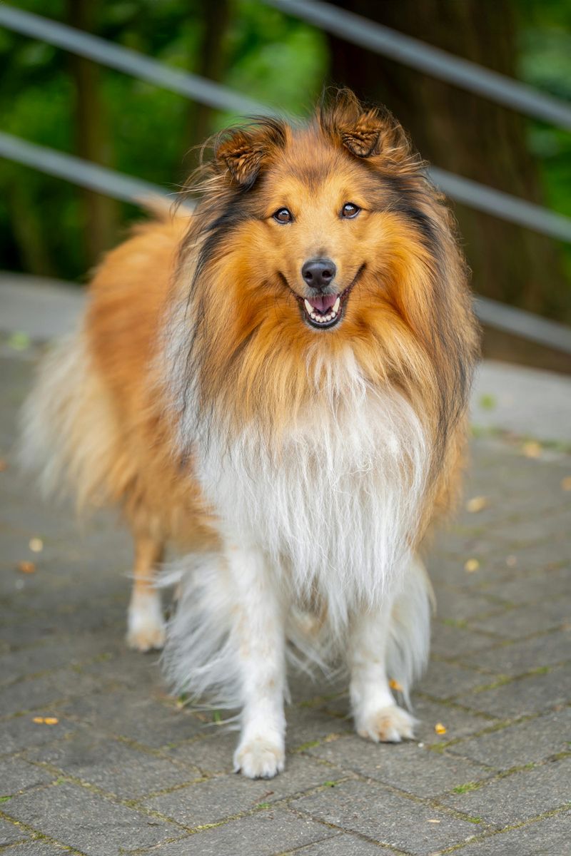 15 Majestic Dog Breeds That Boast Lion-Like Manes 14 Sheltie (Shetland Sheepdog)