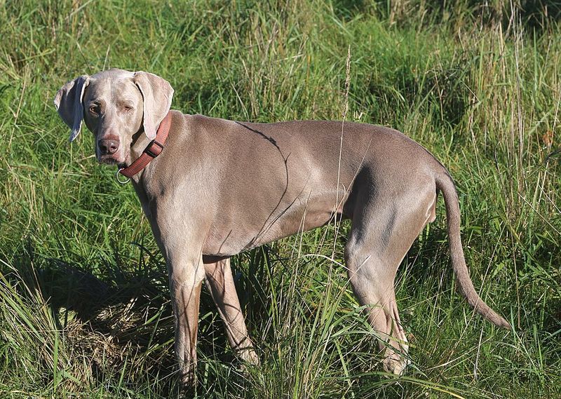 14 dog breeds that bond hardest after adoption 15 Weimaraner