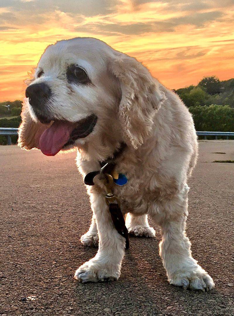 Swimming is exciting. Baths are another story for these 12 dog breeds 13 Cocker Spaniel