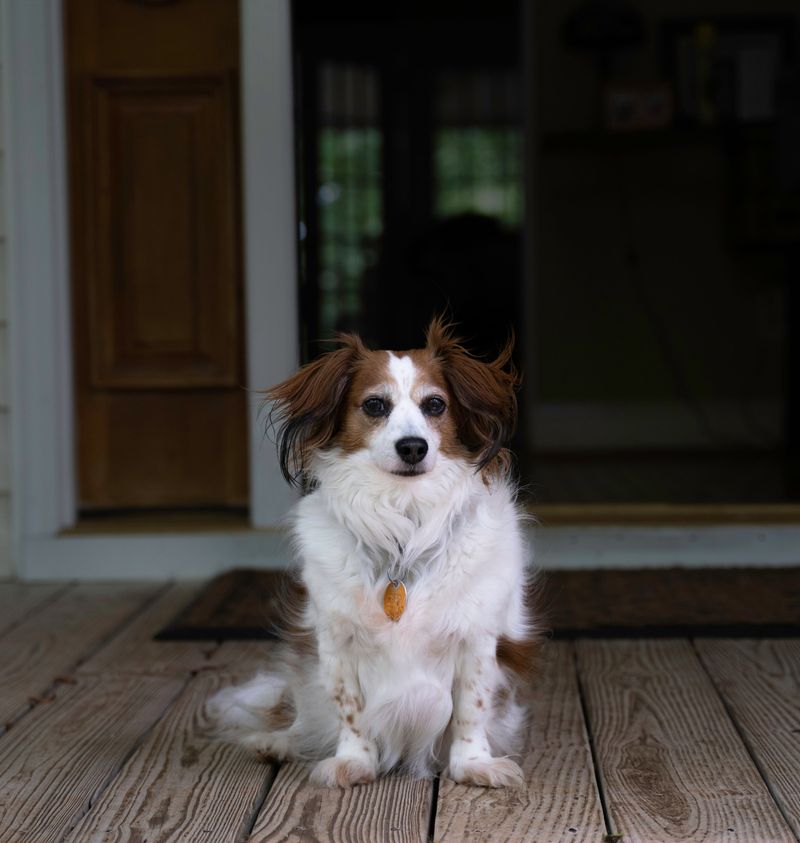Papillon