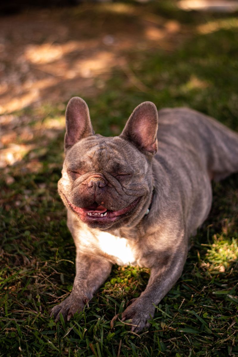 11 dog breeds that may fit a slower daily routine - plus 2 that suit more active retirees 8 French Bulldog