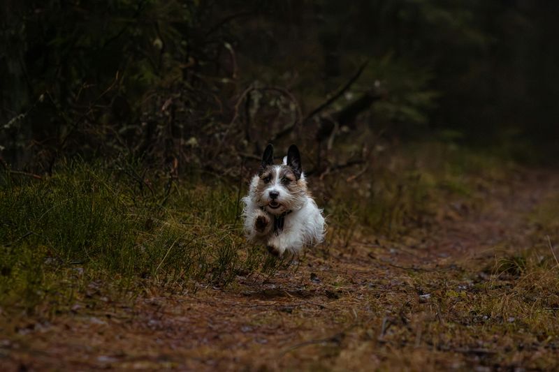 Jack Russell Terrier