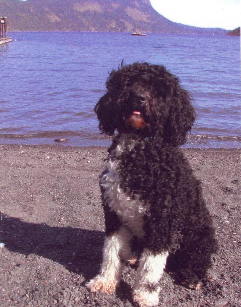 Portuguese Water Dog