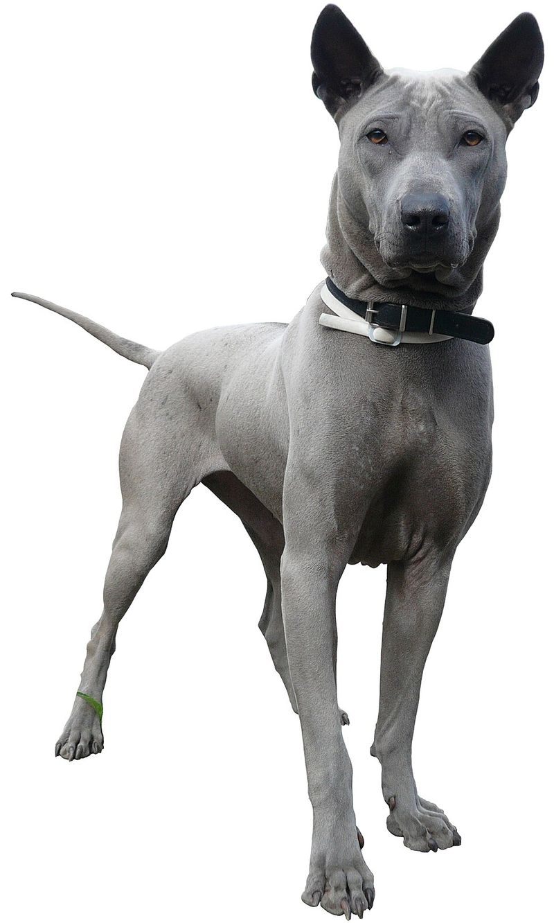 Thai Ridgeback