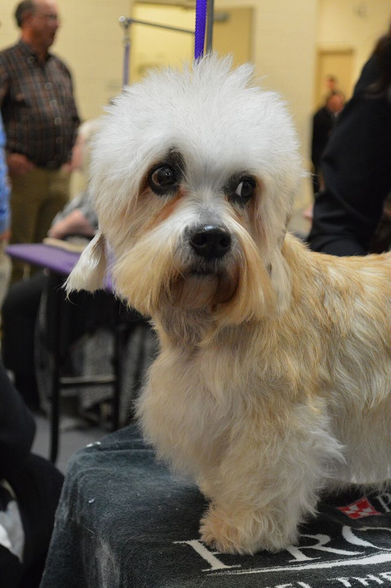 25 Unusual Dog Breeds That Stand Out for Their One-of-a-Kind Features 17 Dandie Dinmont Terrier