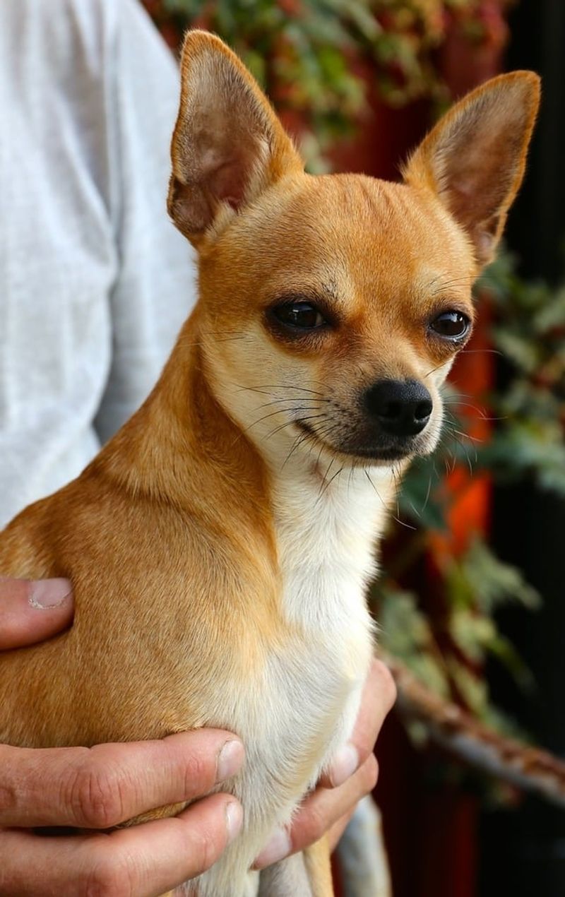 Chihuahua