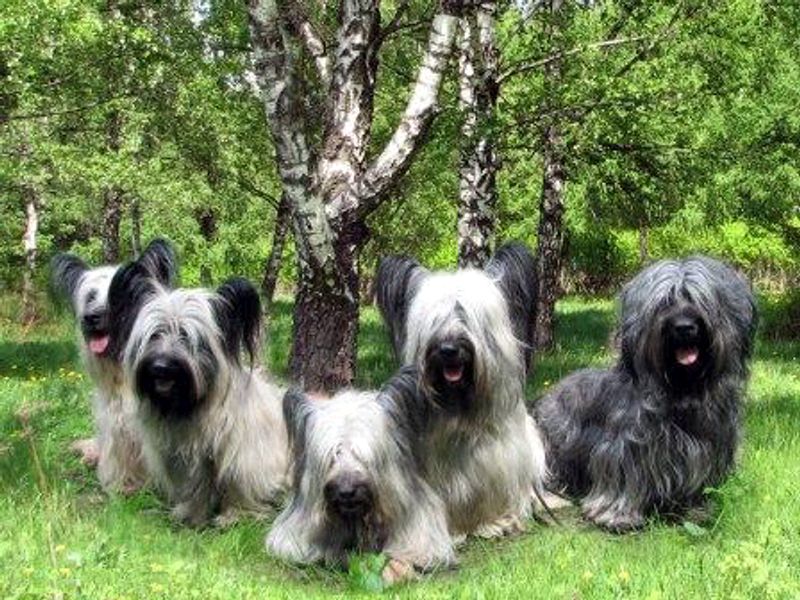 11 Dog Types That Were Named After Tiny Towns Most People Never Heard Of 6 Skye Terrier