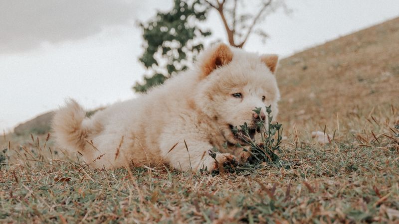 Think every dog dreams of road trips? These breeds may prefer staying home 2 Chow Chow