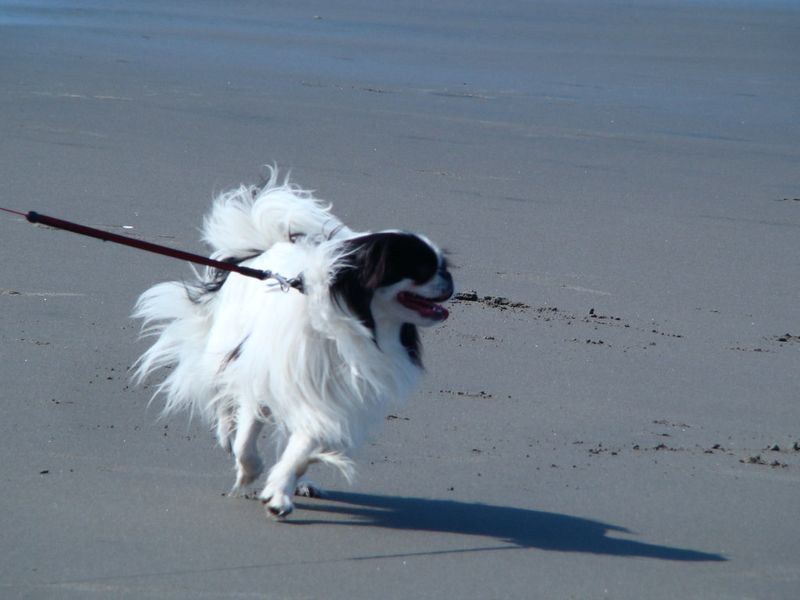Japanese Chin