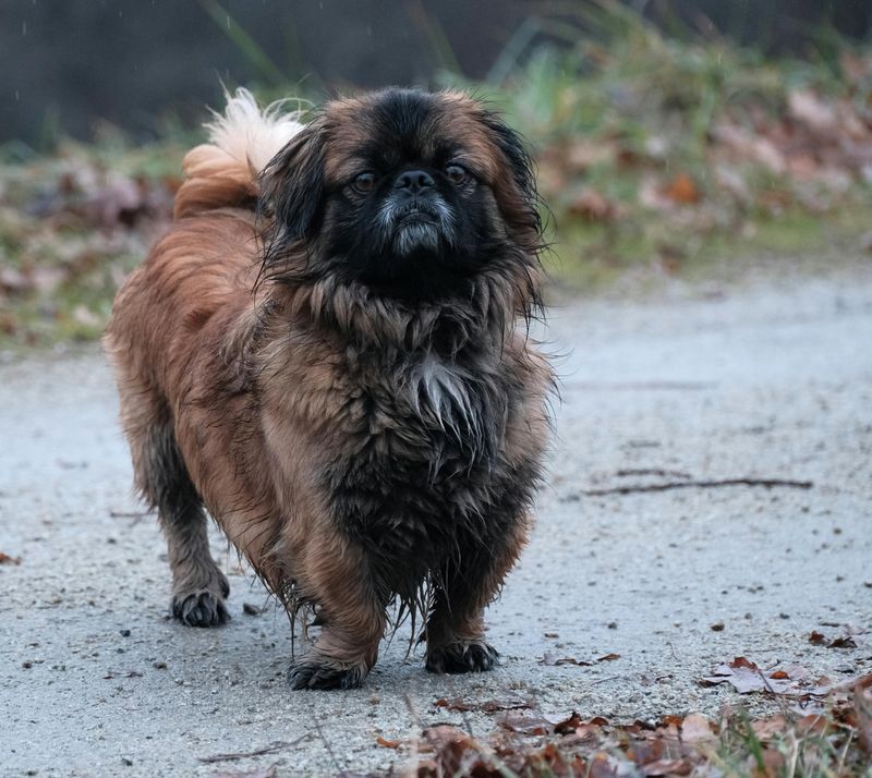 Pekingese