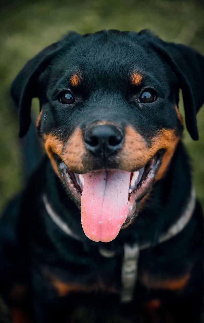 19 Dog Breeds Known for Their Endurance and Survival Instincts 5 Rottweiler