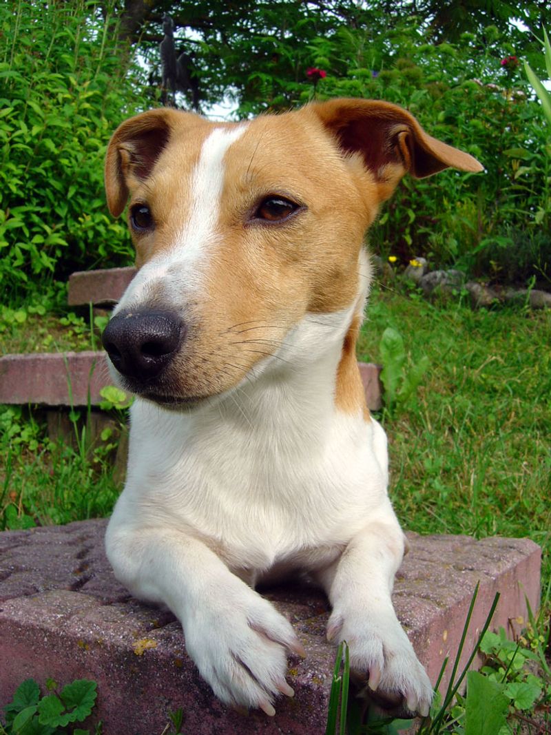 Think twice - experts rank these 10 breeds as the hardest to care for 9 Jack Russell Terrier