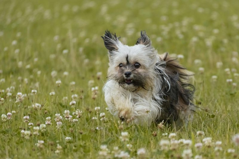 13 dogs that make rainy days feel less miserable 8 Havanese