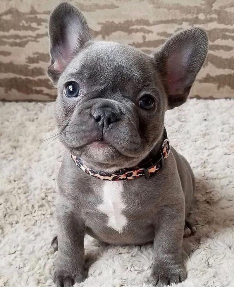 27 Dog Breeds Known for Their Adaptability to Different Lifestyles 5 French Bulldog