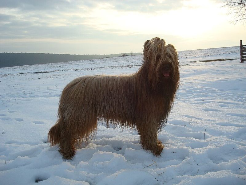 Briard