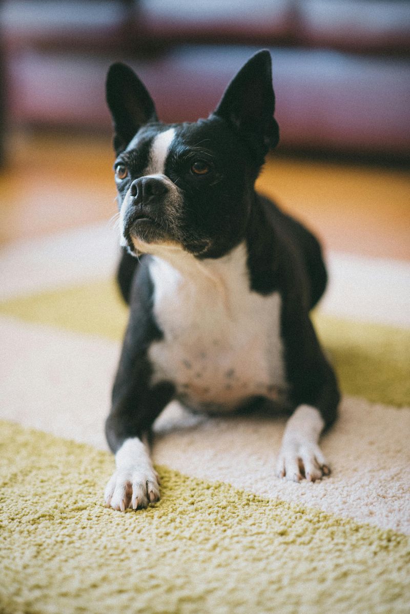 Boston Terrier