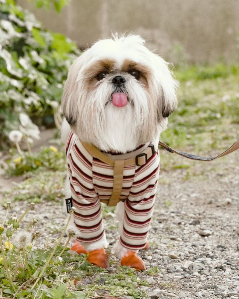 Some dogs turn everyday life into an adventure - these breeds can make it feel wonderfully peaceful instead 6 Shih Tzu