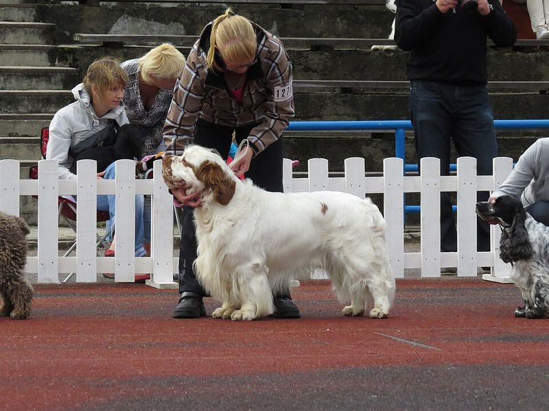 Clumber Spaniel