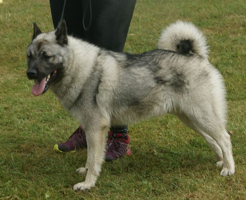 Norwegian Elkhound
