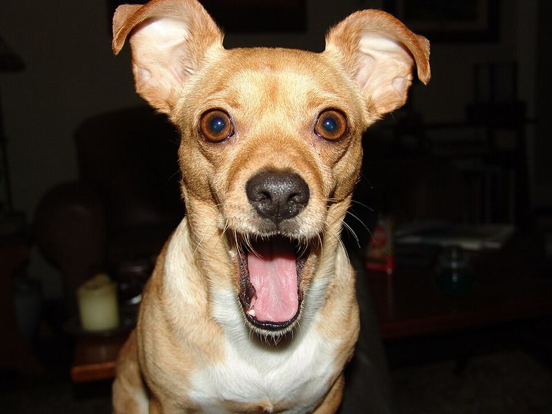 They Get Excited Every Time You Come Home