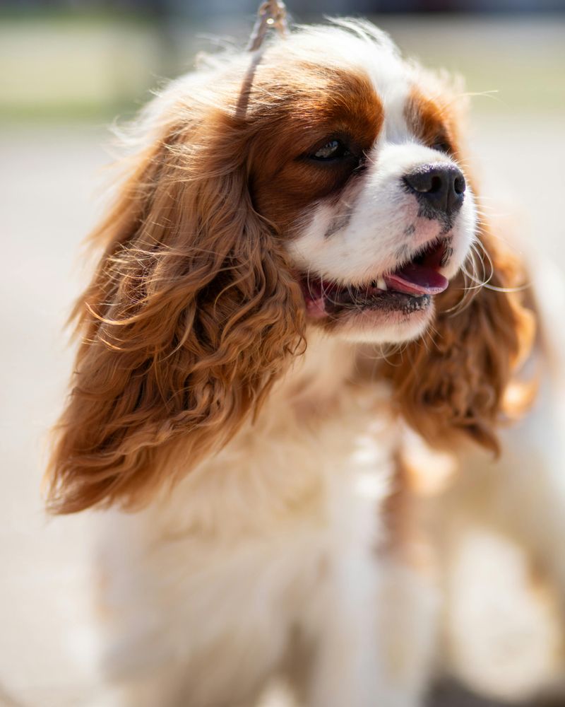 Cavalier King Charles Spaniel