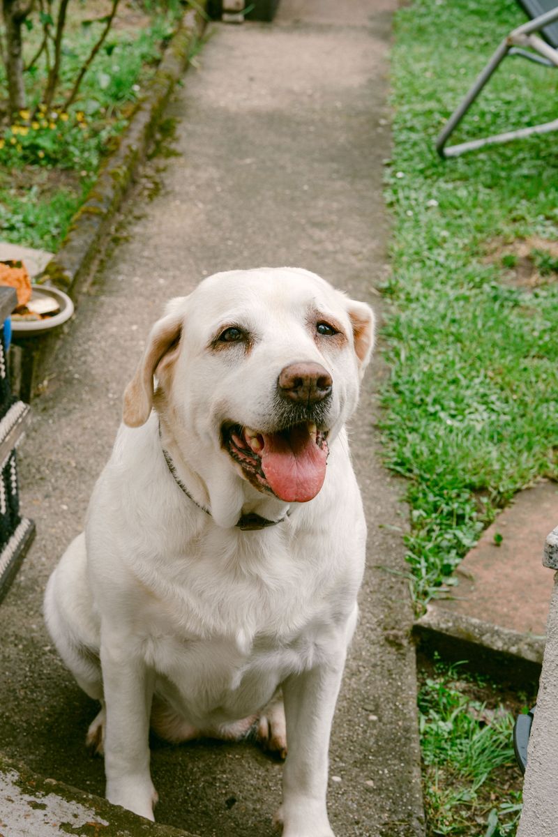 Labrador Retriever