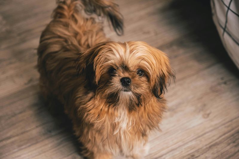 16 breeds that trust faster when you use calm hands, not loud voices 9 Shih tzu