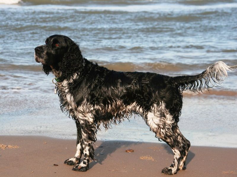 English Springer Spaniel