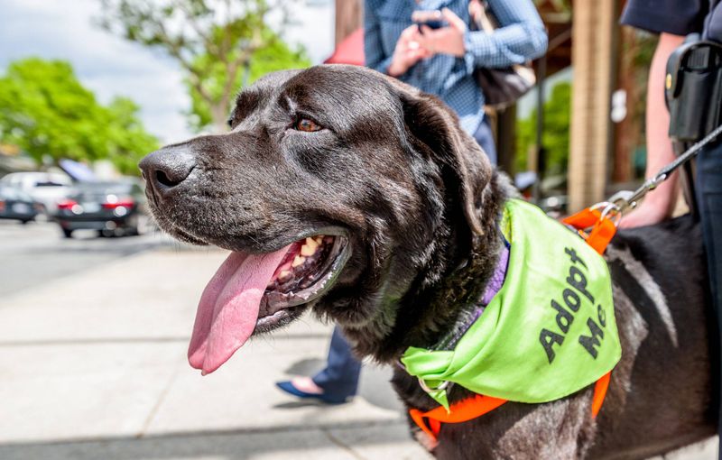 10 small acts that can make a huge difference for shelter dogs 3 Foster temporarily