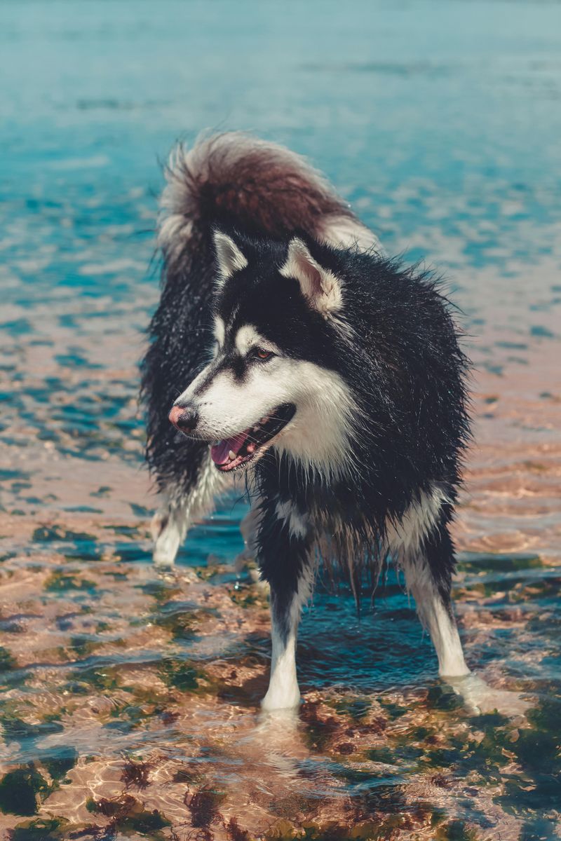 Alaskan Malamute