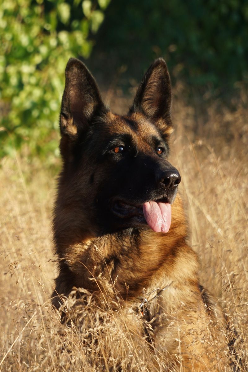Behind the kennel door may be an incredible companion people keep passing by 4 German Shepherd