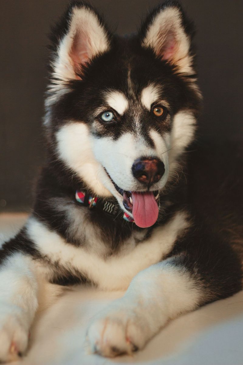 Siberian Husky - Arctic eyebrow that judges