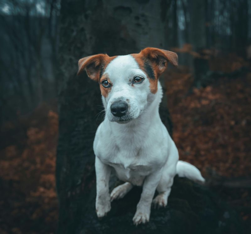 26 Dog Breeds Known for Being Sensitive or Easily Stressed 12 Jack Russell Terrier