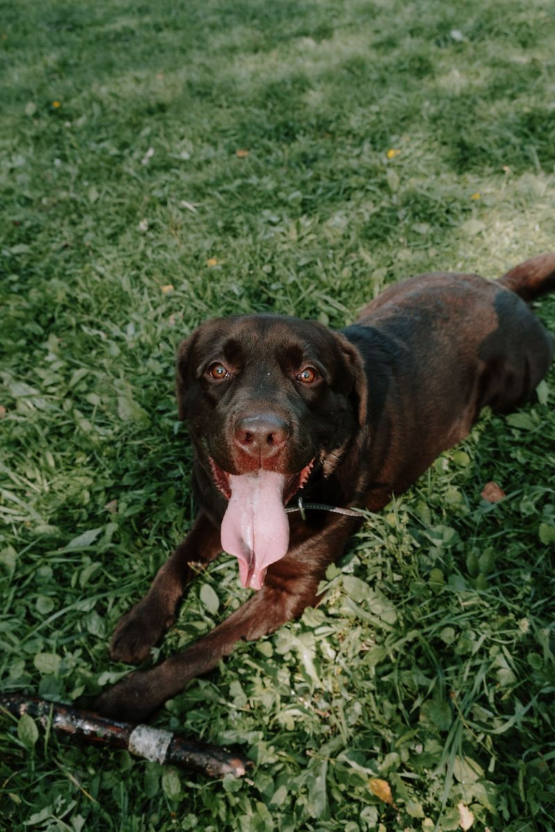 Labrador Retriever