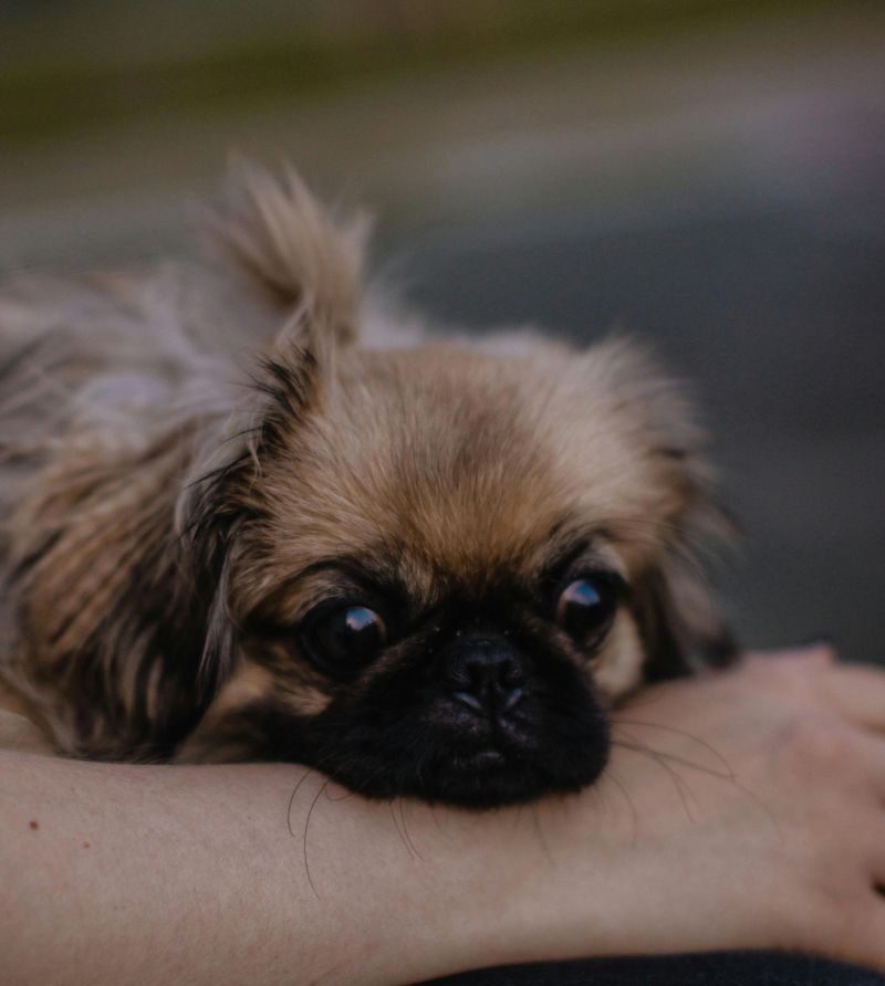 Pekingese