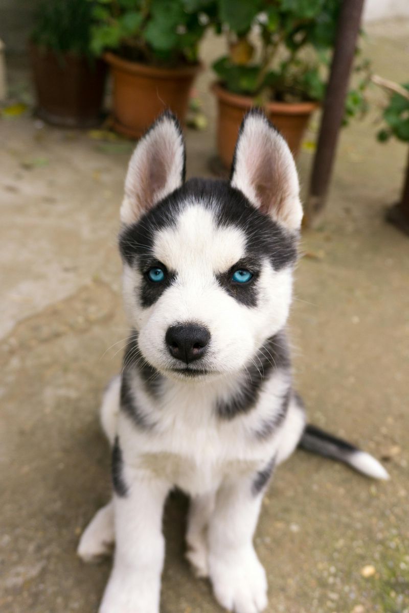 Siberian Husky
