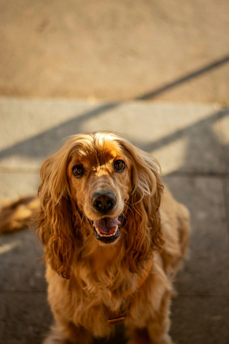 Cocker Spaniel