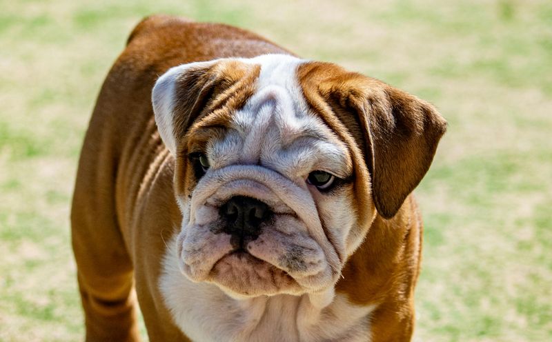 10 Dog Breeds That Commonly Develop Skin Sensitivities (And the Care Habits That Matter) 4 English Bulldog