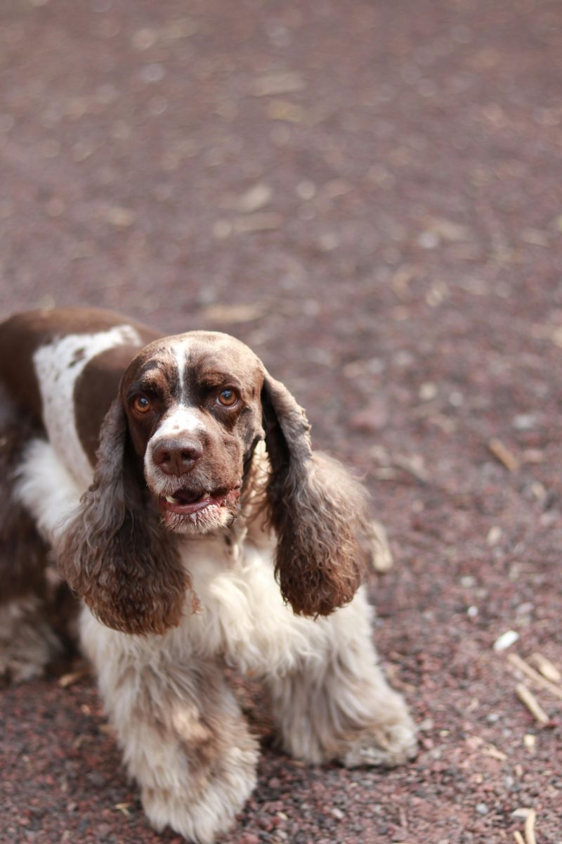13 dogs that make rainy days feel less miserable 14 Cocker Spaniel